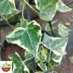 English Ivy (Hedera helix) Variegated in Hanging Pot