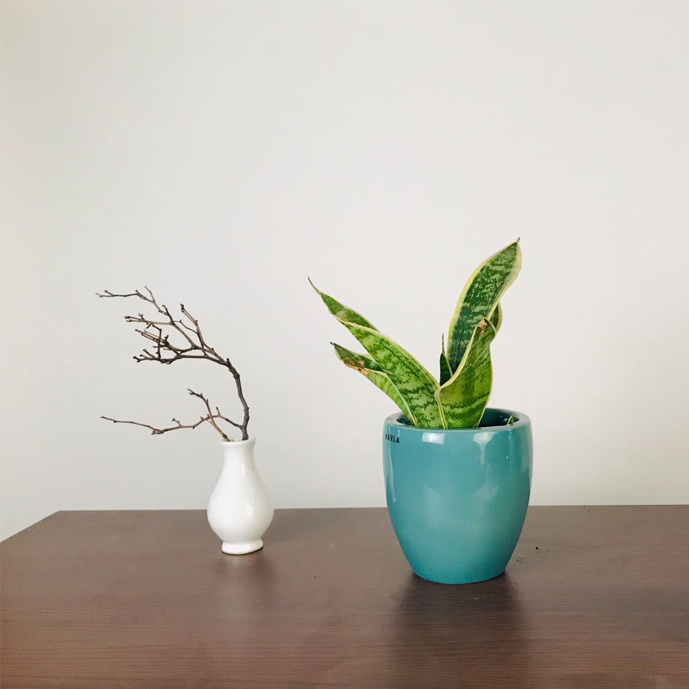 Indoor Ceramic Pots Nature's Hum - Image 8