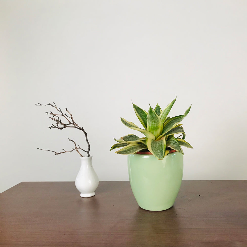 Indoor Ceramic Pots Nature's Hum - Image 10