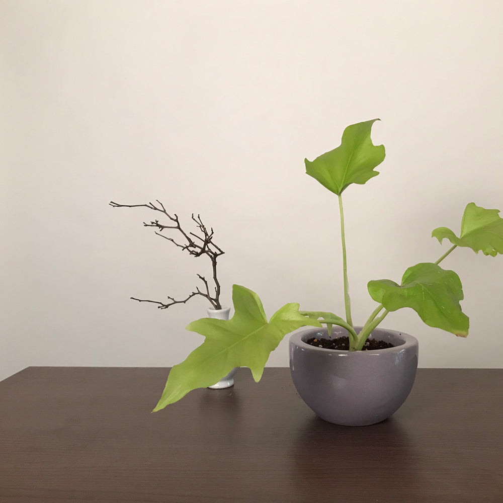 Indoor Ceramic Pots Nature's Hum - Image 13