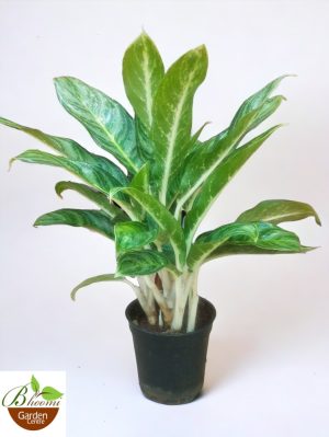 Aglaonema Brilliant Beauty
