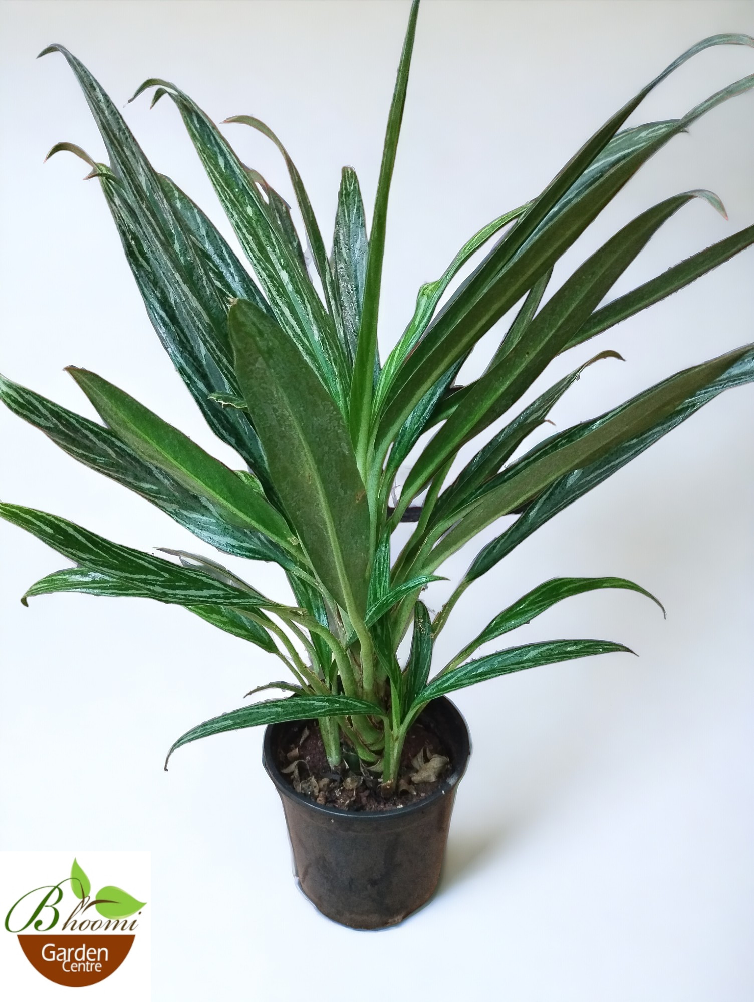 Aglaonema Nitidum