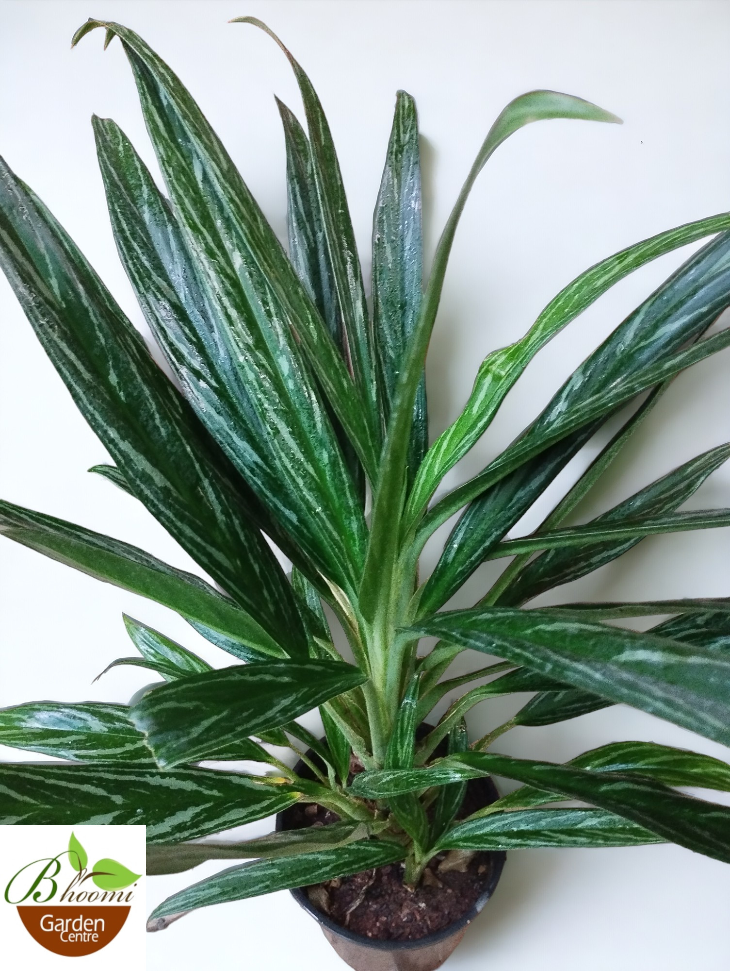 Aglaonema Nitidum - Image 2