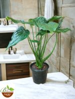 Alocasia  Cucullata (Buddha’s Palm)