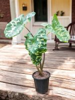 Alocasia Hilo Beauty