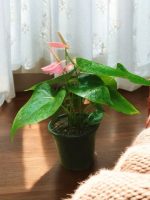 Anthurium Pink Sensation, Anthurium andraeanum