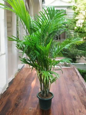 Areca Palm - 4 ft