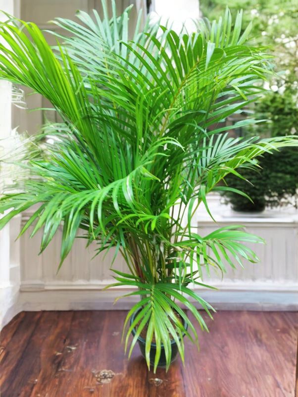 Areca Palm - 4 ft - Image 2