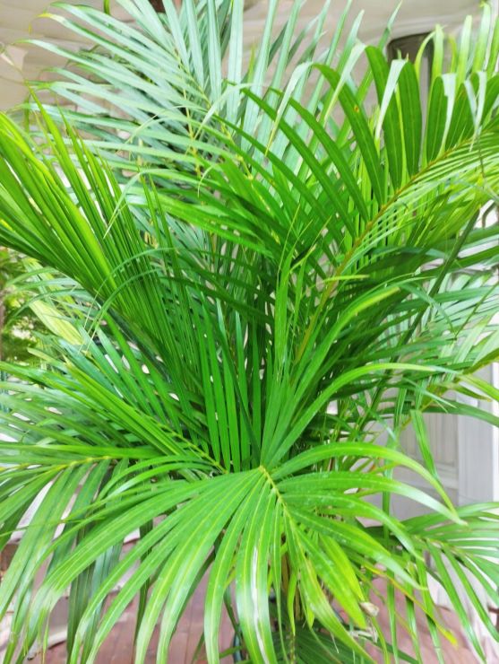 Areca Palm - 4 ft - Image 3