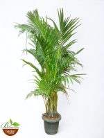 Areca palm - 5 ft