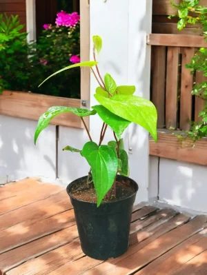 Betel Leaf, Paan Leaf Plant