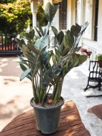Zamia Black Raven Plant (Black ZZ) - 3ft