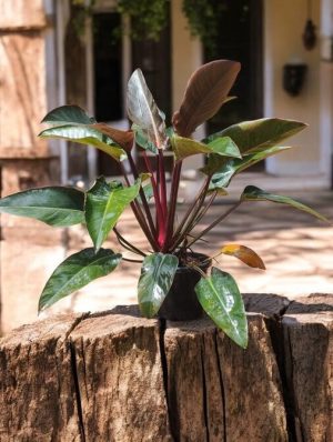 Red-leaf Philodendron Blushing Philodendron, Philodendron erubescens, Medium