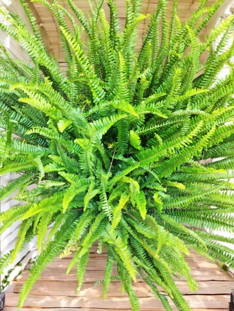 Boston Fern Green , Nephrolepis Exaltata Bosteniensis - Super Big - Image 2