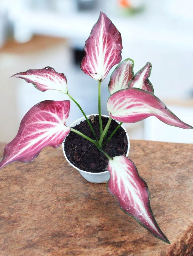Caladium Zap - Image 3