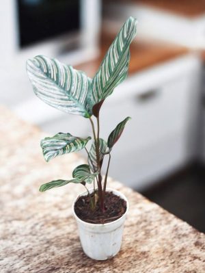 Calathea Sanderiana or Calathea Ornata Pink