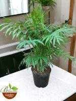 Chamaedorea Elegans Mini