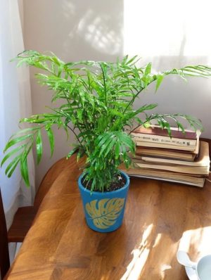 Chamaedorea Elegans, Table Palm in a Design Mud Pot