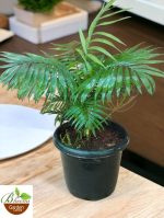 Chamaedorea Elegans