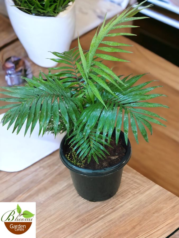 Chamaedorea Elegans - Image 3