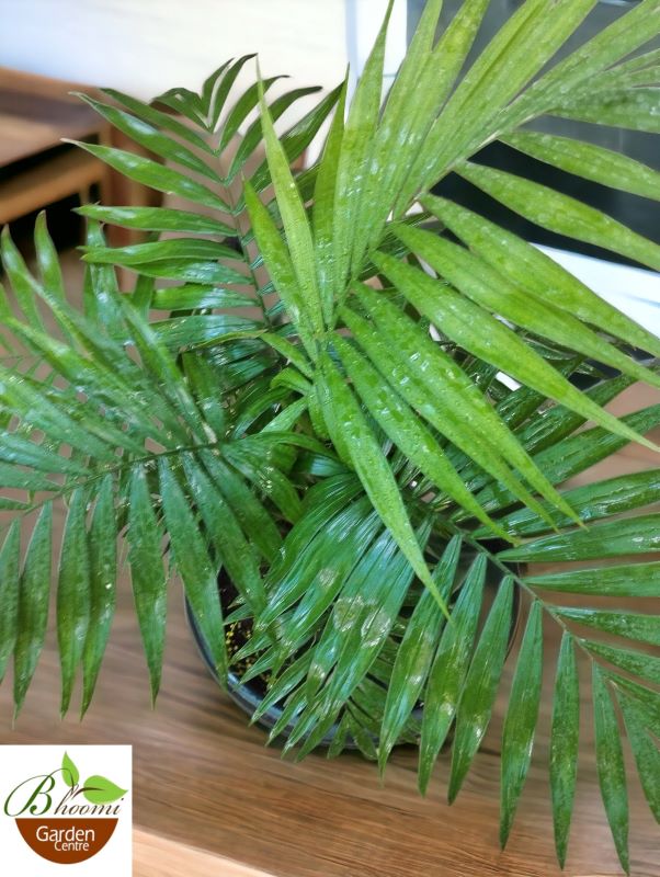 Chamaedorea Elegans - Image 2