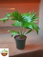 Chinese Fan Palm (Fountain Palm)