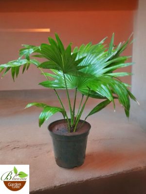 Chinese Fan Palm (Fountain Palm)