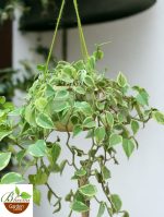 Cupid Peperomia Variegated in Hanging Pot