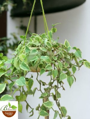 Cupid Peperomia Variegated in Hanging Pot