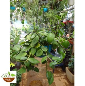 Cupid Peperomia in Hanging Pot
