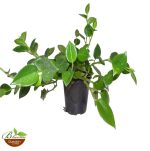 Cupid Peperomia, Peperomia scandens (Green)