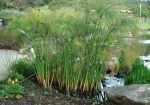 Cyperus Papyrus (Paper Reed) - 6ft