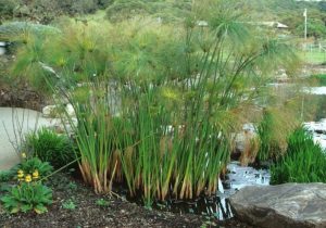 Cyperus Papyrus (Paper Reed) - 6ft