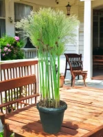 Cyperus Papyrus (Paper Reed) - 3.5ft