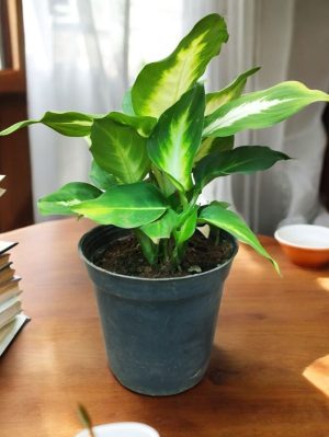 Diffenbachia Camille