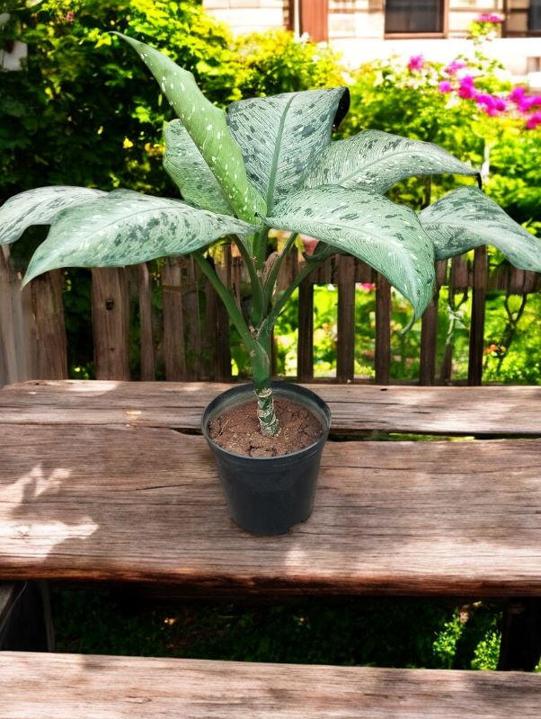 Dieffenbachia Memoria Corsii - Image 3