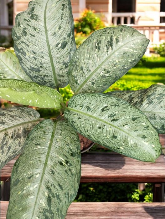 Dieffenbachia Memoria Corsii - Image 2