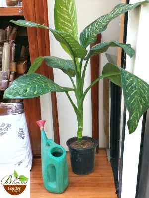 Diffenbachia Seguine