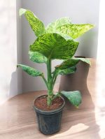 Dieffenbachia Sparkle