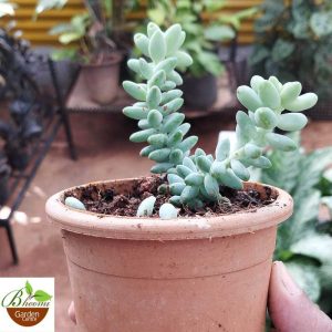 Burro's Tail (Donkey Tail) succulent