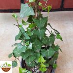 English Ivy (Hedera helix)