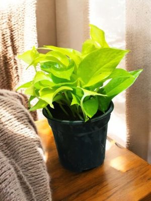 Epipremnum Aureum Neon, Money Plant Neon, Pothos Neon