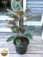 Ficus Elastica Ruby (Rubber Variegated)