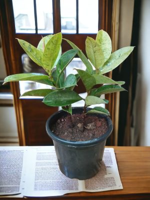 Ficus Elastica Shivereana