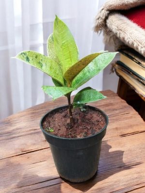 Ficus Elastica Shivereana small