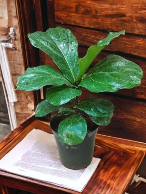 Fiddle Leaf Fig (Ficus Lyrata) Small