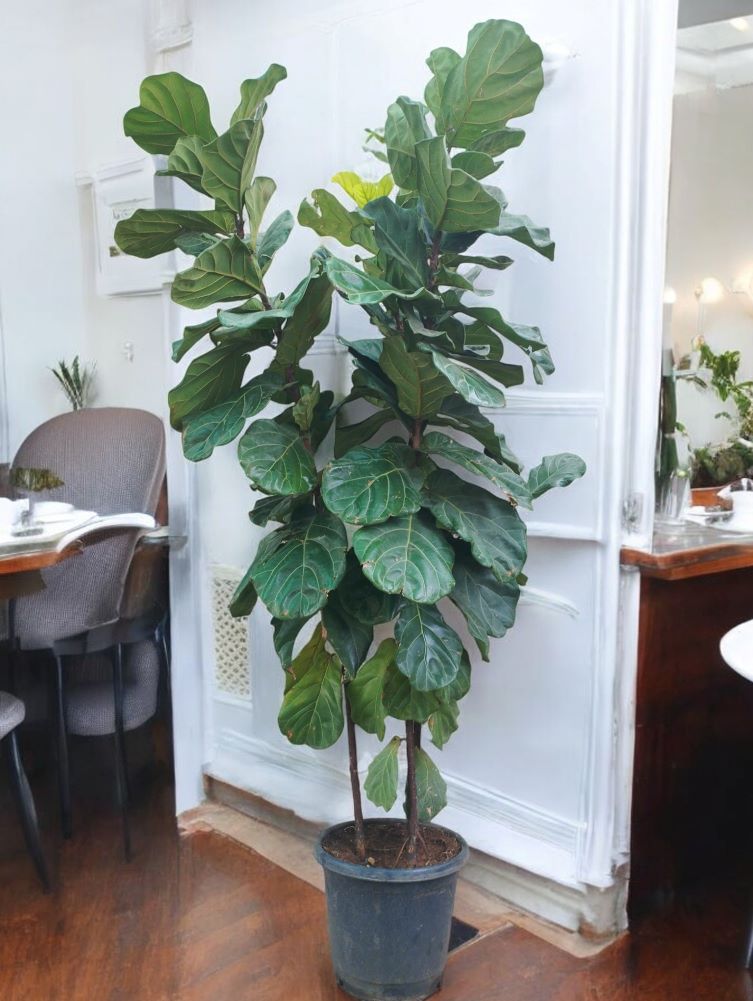 Fiddle Leaf Fig (Ficus Lyrata) Big - Multi Stem 7 Ft