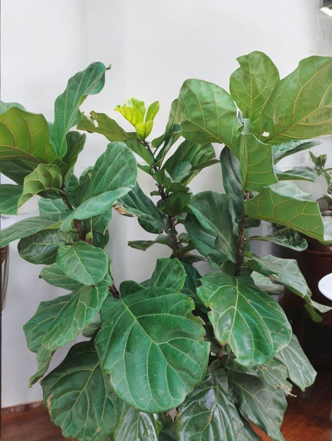 Fiddle Leaf Fig (Ficus Lyrata) Big - Multi Stem 7 Ft - Image 3