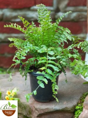 Fish Tail Fern (Microsorum punctatum)