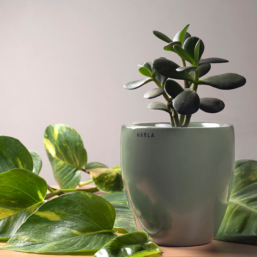 Indoor Ceramic Pots Nature's Hum - Image 16